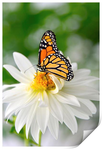 Monarch Butterfly on Daisy Print by Susan Sanger