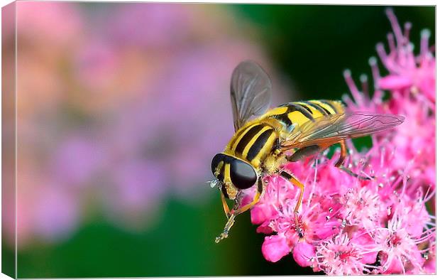 Hoverfly [ Helophilus pendulus ] Canvas Print by Mark  F Banks