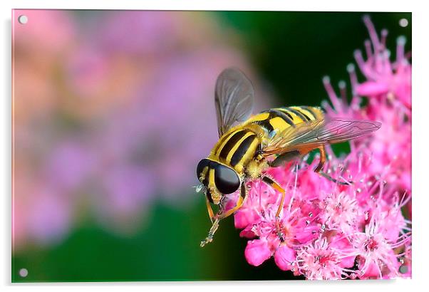 Hoverfly [ Helophilus pendulus ] Acrylic by Mark  F Banks