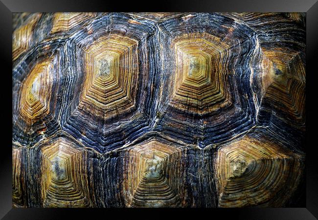 Back of a turtle Framed Print by Susan Sanger