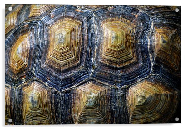 Back of a turtle Acrylic by Susan Sanger