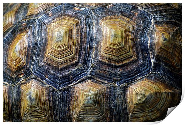 Back of a turtle Print by Susan Sanger