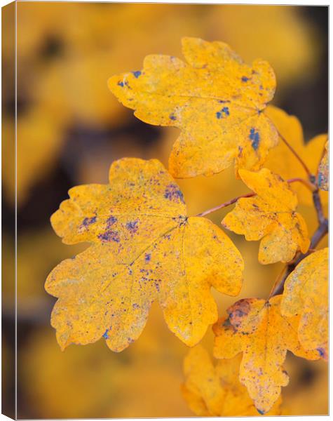 Close up of autumn leaves Canvas Print by Susan Sanger