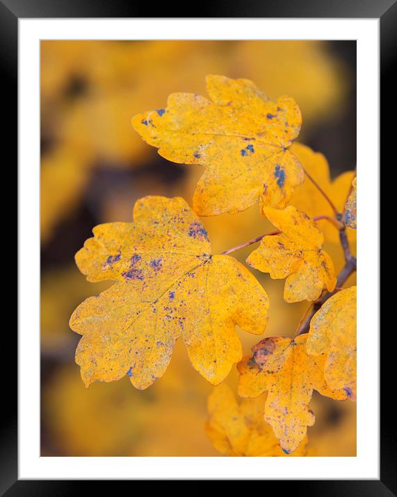 Close up of autumn leaves Framed Mounted Print by Susan Sanger