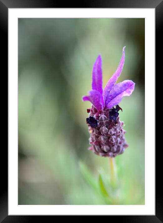 Close up of lavender Framed Mounted Print by Susan Sanger
