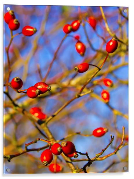 Wild rose seed pods Acrylic by Susan Sanger