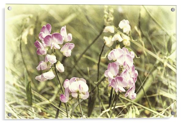 Dreamy wild orchids Acrylic by Susan Sanger