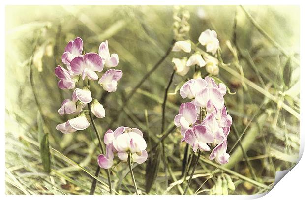 Dreamy wild orchids Print by Susan Sanger