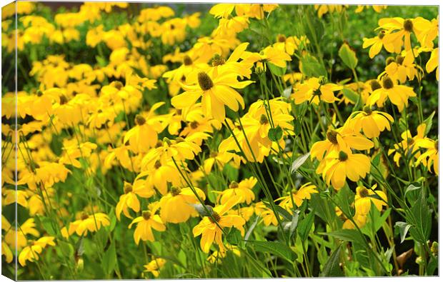 Field of yellow wild flowers Canvas Print by Susan Sanger