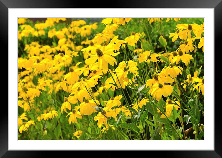 Field of yellow wild flowers Framed Mounted Print by Susan Sanger