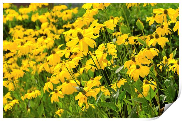 Field of yellow wild flowers Print by Susan Sanger