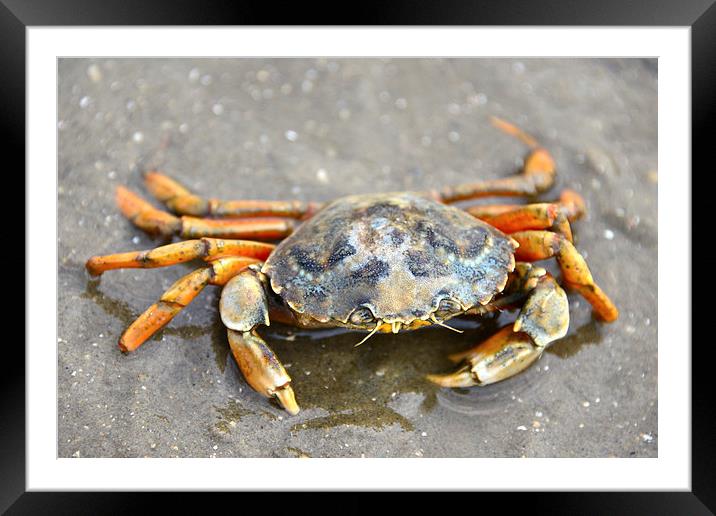 Crab Framed Mounted Print by Susan Sanger