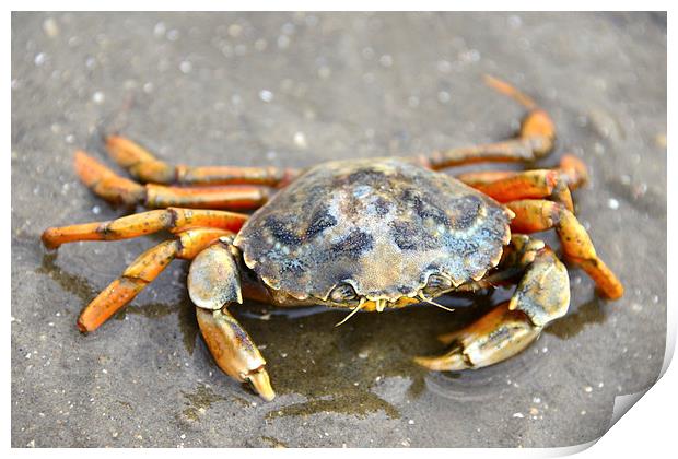 Crab Print by Susan Sanger