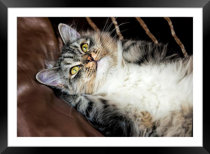 Cat relaxing Framed Mounted Print by Susan Sanger