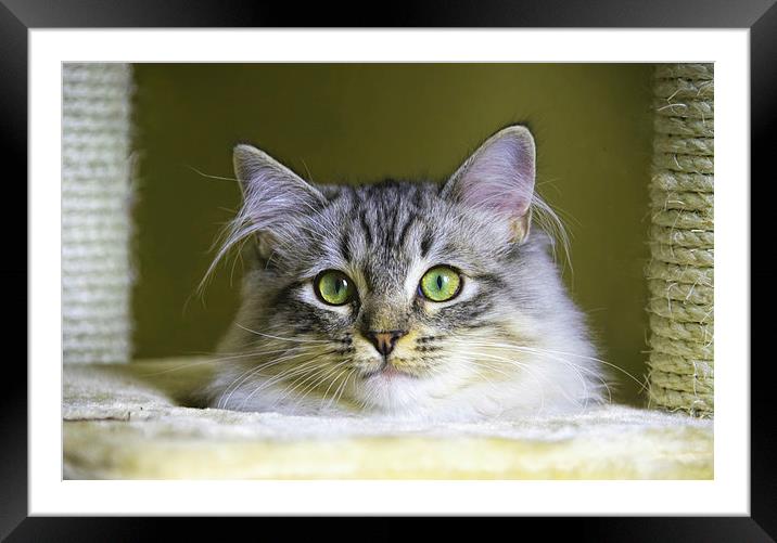 Kitten peeking through climbing frame hideout Framed Mounted Print by Susan Sanger