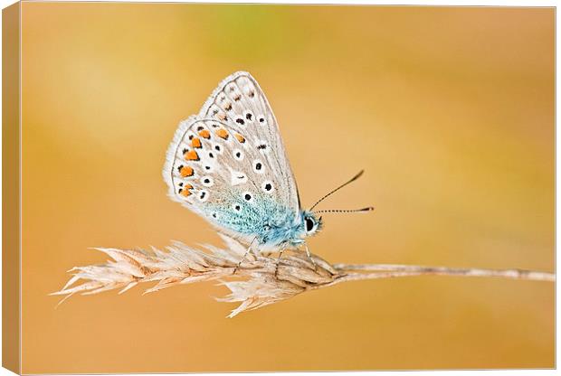 Flutterby Canvas Print by Claire Hartley