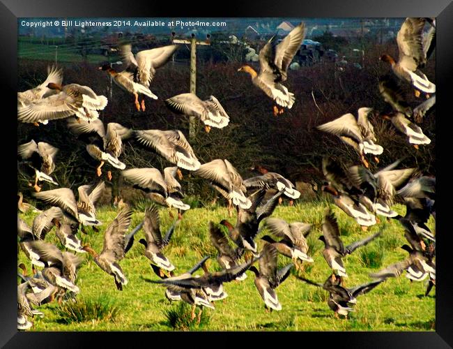 Flight of the Geese Framed Print by Bill Lighterness