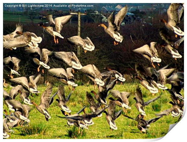 Flight of the Geese Print by Bill Lighterness