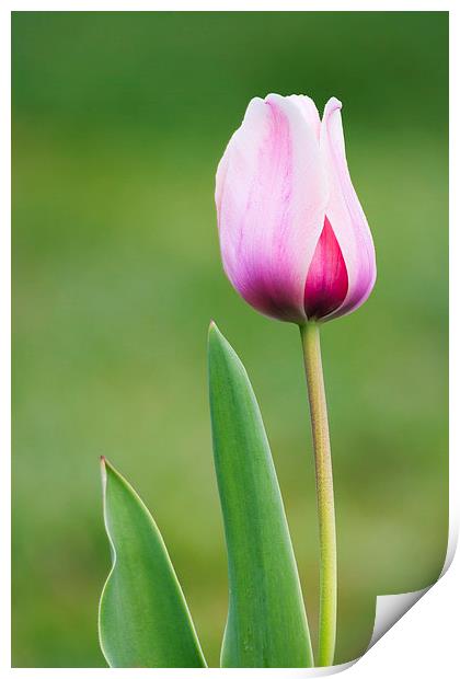 Tulip Print by Ram Vasudev