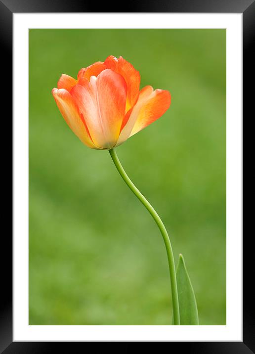 Tulip Framed Mounted Print by Ram Vasudev