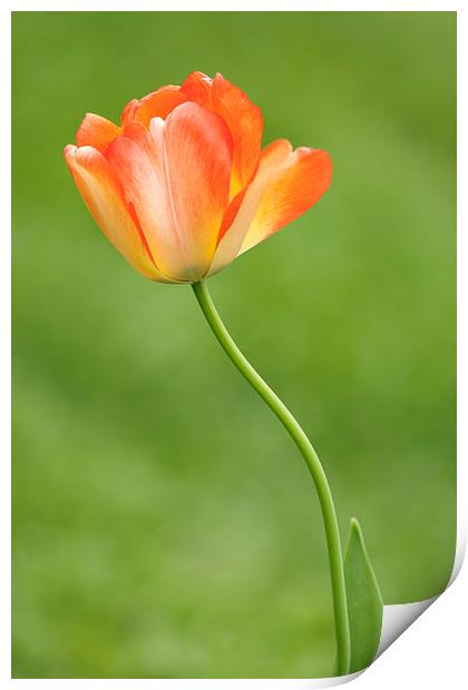 Tulip Print by Ram Vasudev