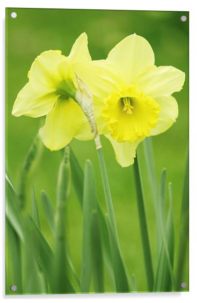 Hugging Daffodils Acrylic by Ram Vasudev