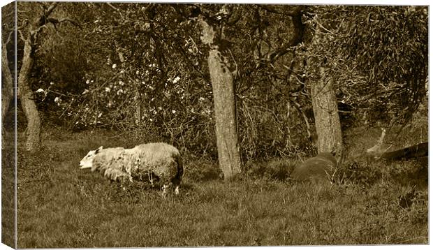 Shaggy sheep in sepia Canvas Print by Dave Holt