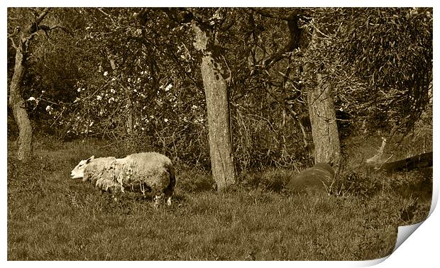 Shaggy sheep in sepia Print by Dave Holt