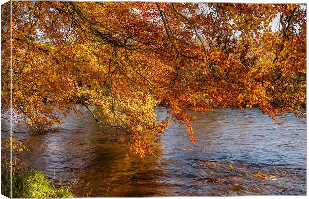 Autumn colours, riverside walk, November 2011 Canvas Print by Hugh McKean