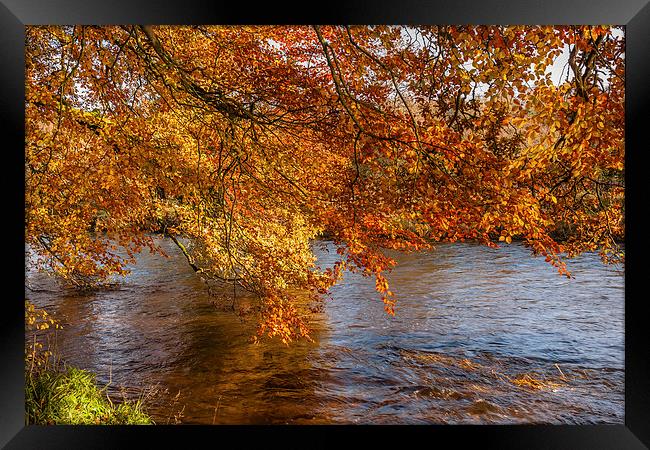 Autumn colours, riverside walk, November 2011 Framed Print by Hugh McKean