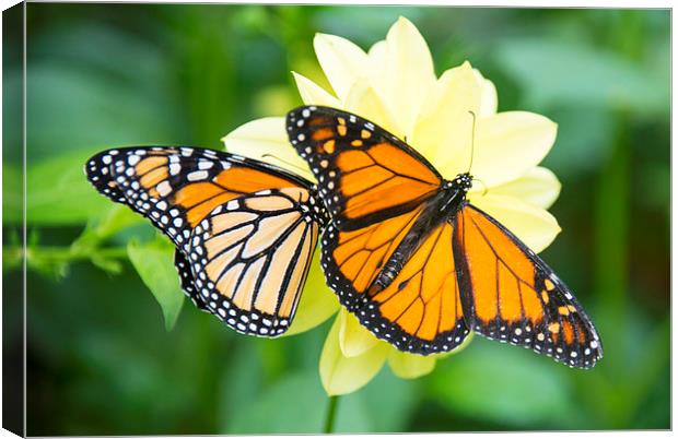 monarch butterflies Canvas Print by Susan Sanger