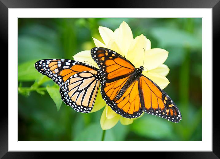 monarch butterflies Framed Mounted Print by Susan Sanger
