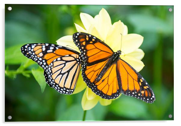 monarch butterflies Acrylic by Susan Sanger