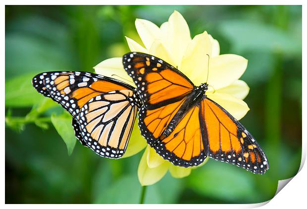 monarch butterflies Print by Susan Sanger