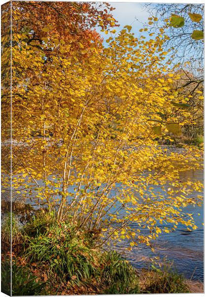 Autumn colours, riverside walk, November 2011 Canvas Print by Hugh McKean