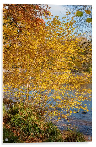 Autumn colours, riverside walk, November 2011 Acrylic by Hugh McKean