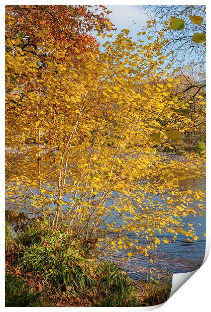 Autumn colours, riverside walk, November 2011 Print by Hugh McKean