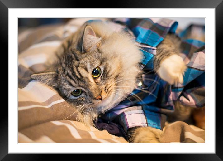 Kitten in pyjamas Framed Mounted Print by Susan Sanger