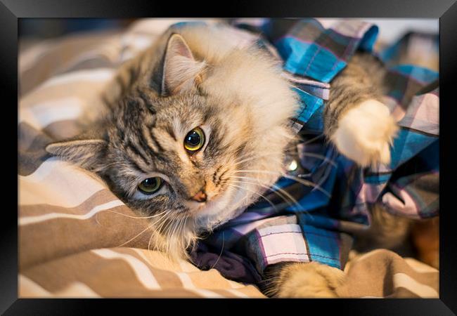 Kitten in pyjamas Framed Print by Susan Sanger