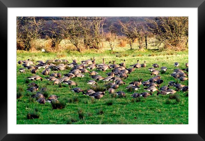 Field full of Geese ! Framed Mounted Print by Bill Lighterness