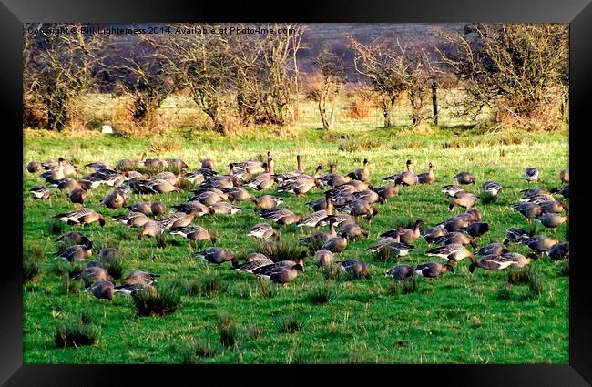 Field full of Geese ! Framed Print by Bill Lighterness