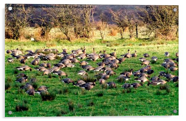 Field full of Geese ! Acrylic by Bill Lighterness