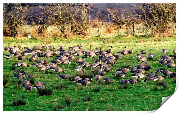 Field full of Geese ! Print by Bill Lighterness