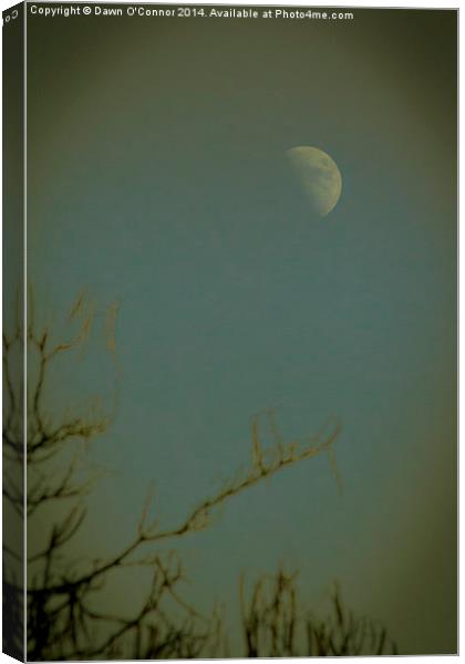 Afternoon Moon Canvas Print by Dawn O'Connor