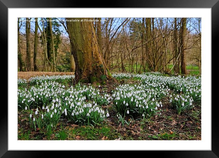 Snowdrop Wood England Framed Mounted Print by Diana Mower