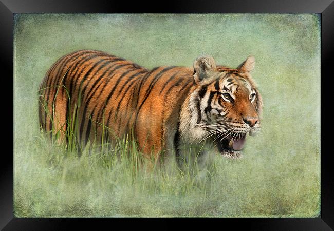 Bengal Tiger Framed Print by Mike Sherman Photog