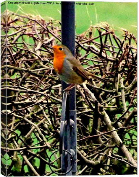 Robin Redbreast standing proud Canvas Print by Bill Lighterness