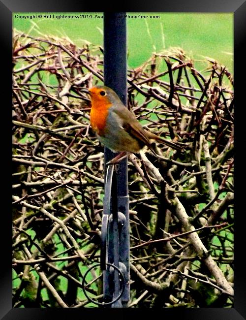 Robin Redbreast standing proud Framed Print by Bill Lighterness