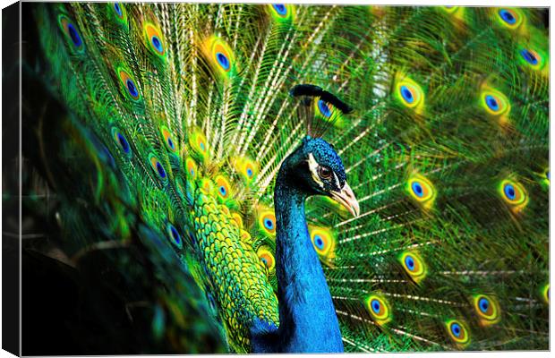 A colourful peacock Canvas Print by Katie Mitchell