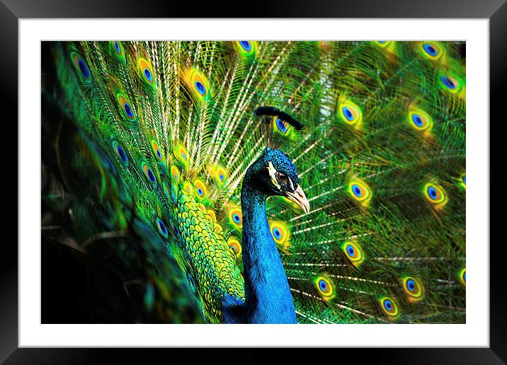 A colourful peacock Framed Mounted Print by Katie Mitchell